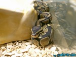 1-281103-2.jpg
