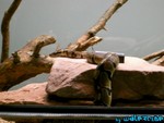 1-281103-5.jpg