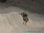 vilureef08-037.jpg