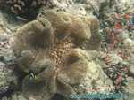 vilureef08-074.jpg