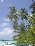 vilureef08-082.jpg