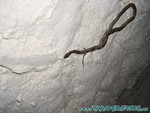 vilureef08-128.jpg