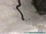 vilureef08-129.jpg