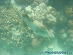 vilureef08-136.jpg