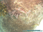 vilureef08-137.jpg