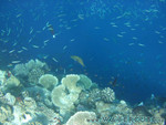 vilureef08-241.jpg