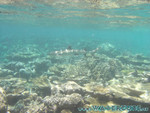 vilureef08-249.jpg