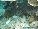 vilureef08-265.jpg