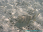 vilureef08-299.jpg