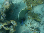 vilureef08-307.jpg