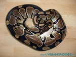 Baby02.jpg