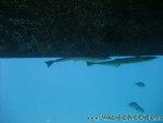malediven2009-387.jpg