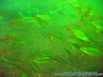 Naturagart-060.jpg