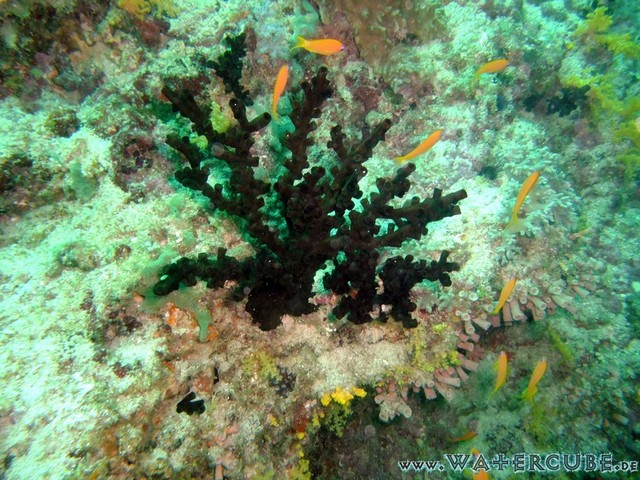 male2010-038.jpg