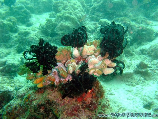 male2010-041.jpg