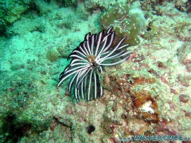 male2010-042.jpg
