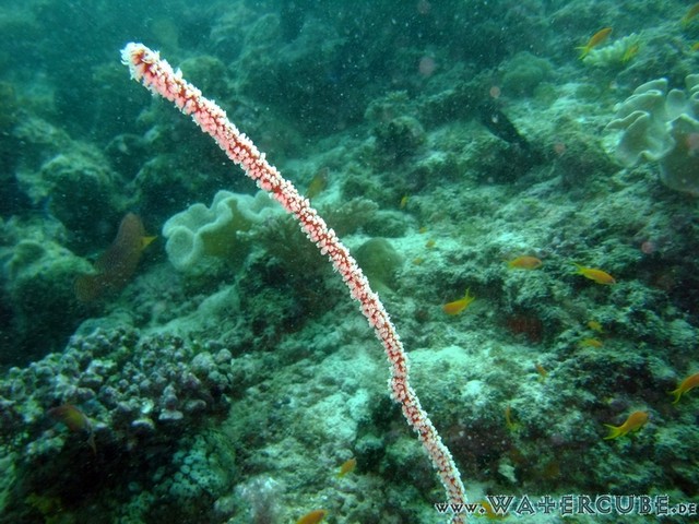 male2010-043.jpg