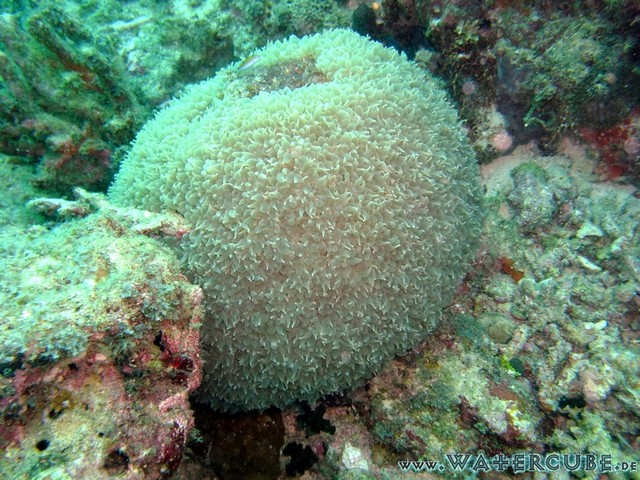 male2010-044.jpg