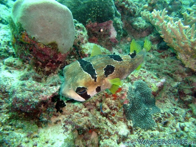 male2010-046.jpg