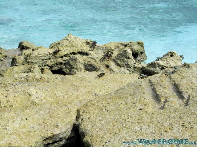 male2010-060.jpg