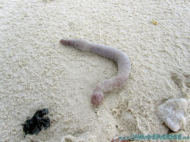 male2010-063.jpg
