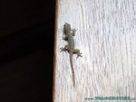 male2010-066.jpg