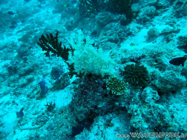 male2010-073.jpg