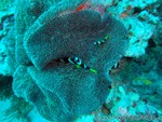 male2010-074.jpg