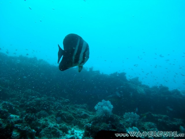 male2010-075.jpg