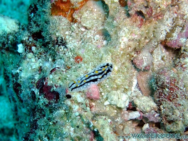 male2010-077.jpg