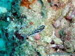 male2010-077.jpg