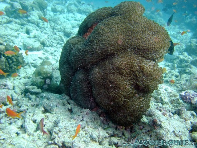 male2010-081.jpg