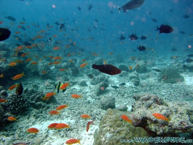 male2010-082.jpg