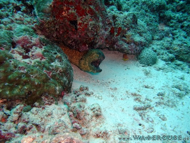 male2010-087.jpg