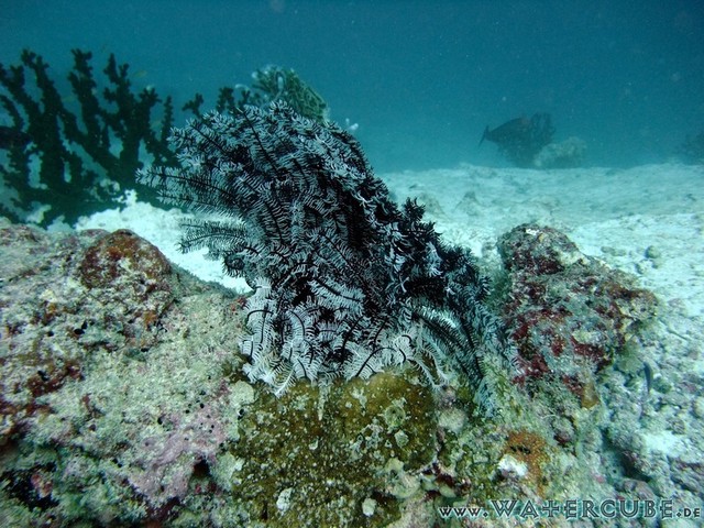 male2010-088.jpg
