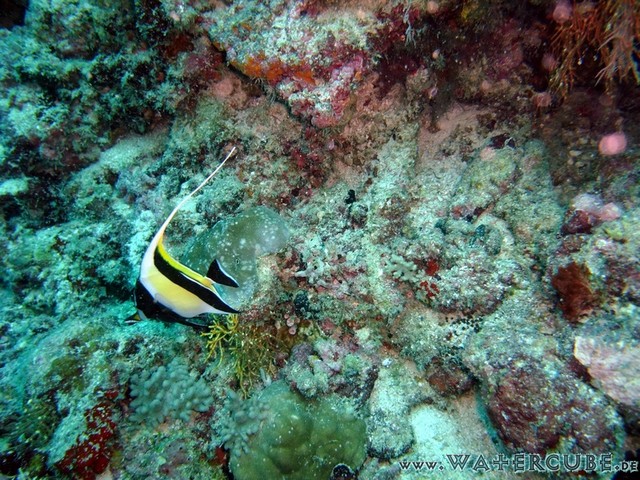 male2010-094.jpg