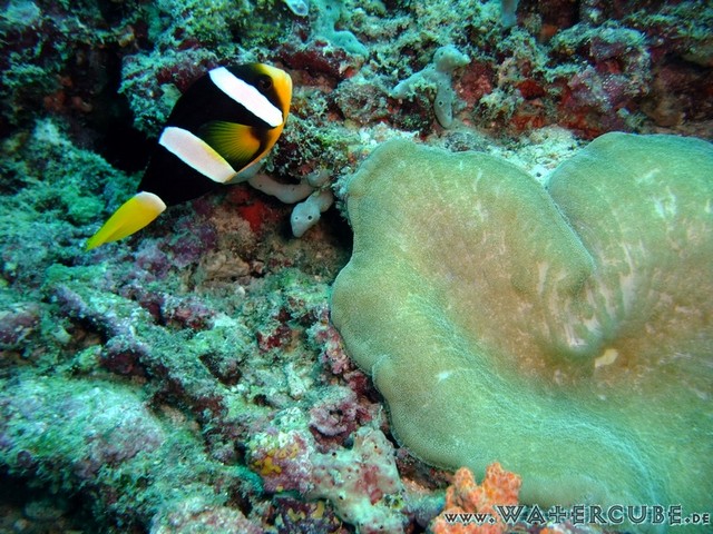male2010-095.jpg