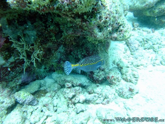 male2010-103.jpg
