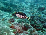 male2010-115.jpg