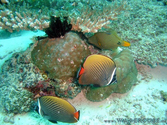 male2010-116.jpg