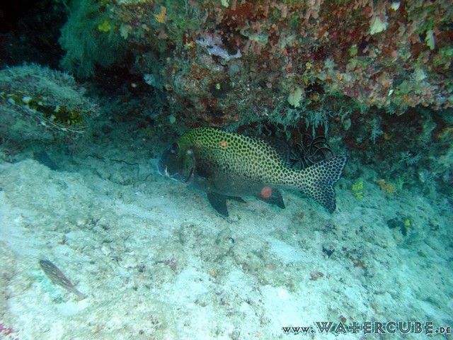 male2010-118.jpg