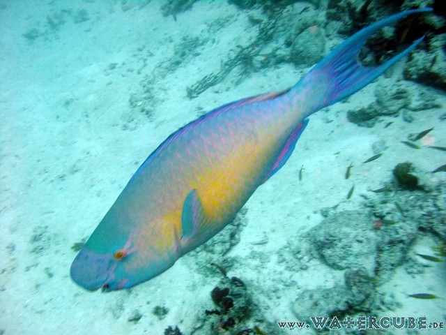 male2010-119.jpg