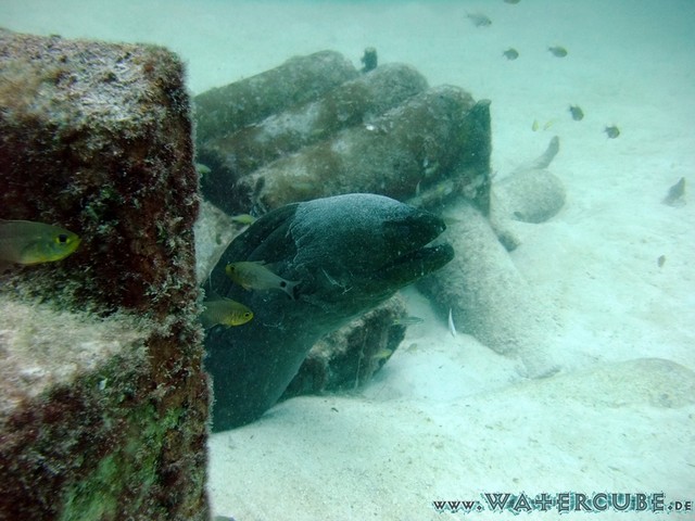male2010-174.jpg