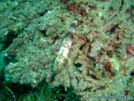 male2010-330.jpg