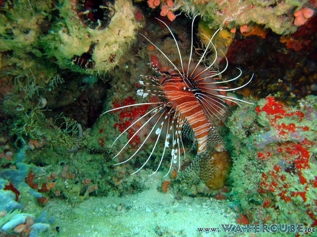 male2010-372.jpg