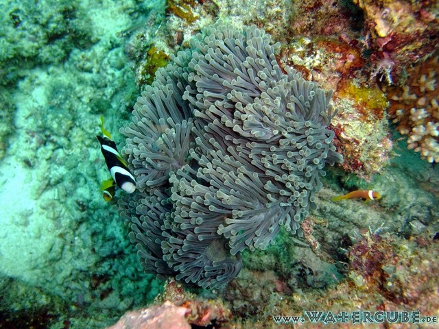 male2010-375.jpg