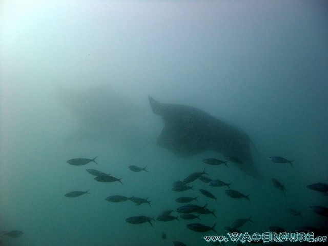 male2010-393.jpg