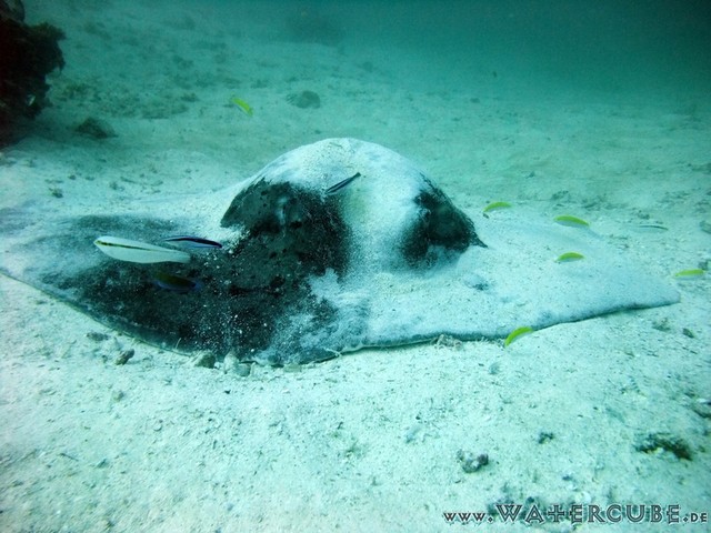 male2010-414.jpg