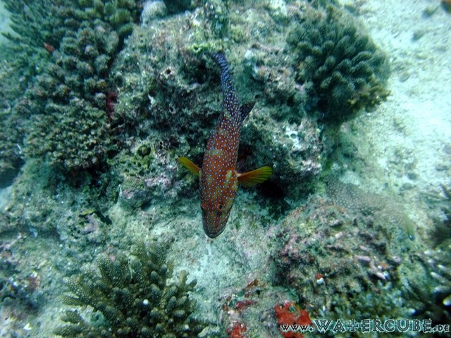 male2010-425.jpg