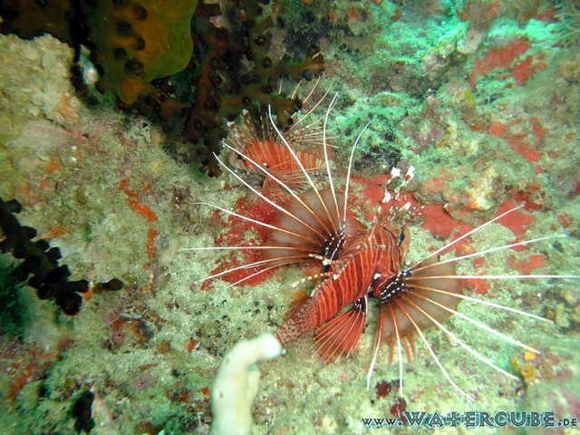 male2010-433.jpg